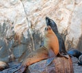 Sea Lions on La Lobera Ã¢â¬Åthe Wolves LairÃ¢â¬Â the Sea Lion colony rock